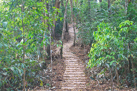 通往丛林的楼梯远足石头环境荒野途径叶子森林探索植物踪迹图片