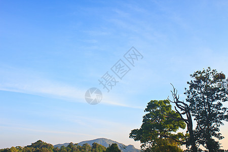 绿林和蓝天空精神阳光辐射植物树木风景空地林地蓝色宗教图片