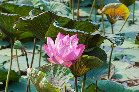 池塘上的粉红莲花花花百合植物旅行温泉宗教花瓣植物群镜子荷花文化图片