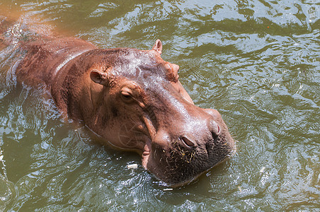 游泳池里的河马动物群身体野生动物动物眼睛公园水陆荒野池塘动物园图片