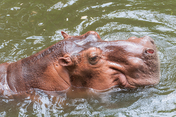 游泳池里的河马水陆动物群动物野生动物公园身体池塘动物园舌头哺乳动物图片