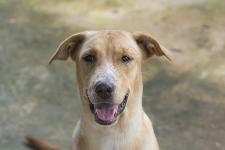 金金狗微笑家畜犬类毛皮宠物动物棕色智力伴侣兽医图片