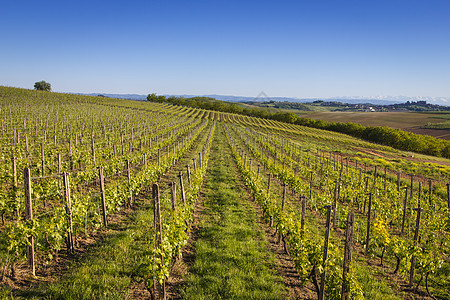 意大利北部的Wine 国家葡萄园图片