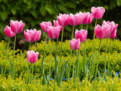 粉色郁金香季节花束植物群植物学花瓣美丽草地背景香味植物图片