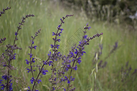 野草本底的紫花绿色风景杂草农业机缘图片