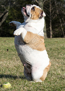 玩捉狗犬季节绿色黄色技巧网球朋友宠物犬类地面斗牛犬图片