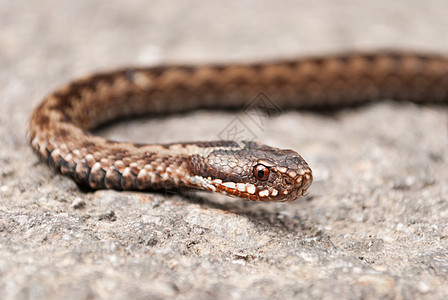 毒蛇手表舌头法器棕色眼睛动物群爬行动物荒野动物毒液图片