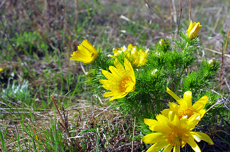 野生黄在自然 植物天然背景中生长花瓣玫瑰植物群植物学季节公园牡丹花园萼片荒野图片