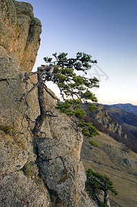 山里的松树背景是克里米亚的Demerdji生长生态场景旅行顶峰天空季节蓝色木头风景图片