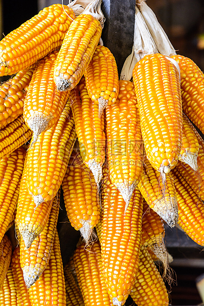 干玉米燃料黄色蔬菜农业团体力量水果内核种子生物图片