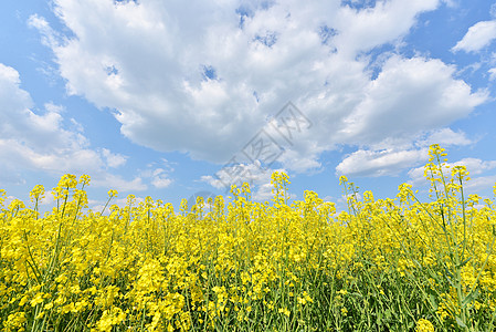 夏季风景农业天空蔬菜蓝色场地植物农场芸苔活力油菜籽图片