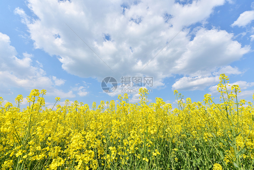 夏季风景农业天空蔬菜蓝色场地植物农场芸苔活力油菜籽图片