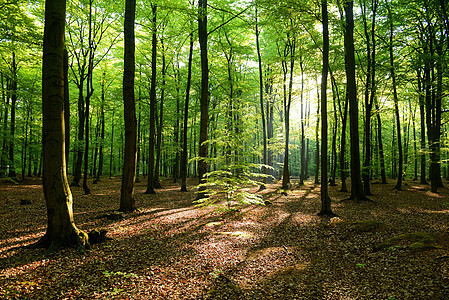 森林树干射线中心阳光光束薄雾叶子日落树木农村图片