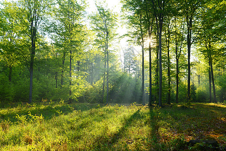 森林阳光日落农村树干中心野生动物耀斑光束风景薄雾图片