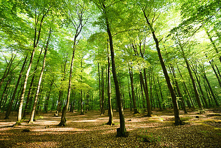 森林风景魔法日落树叶太阳树干阳光耀斑季节中心图片