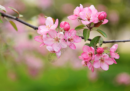 春花植物学背景花朵公园香气生长园艺果园边界植物背景图片