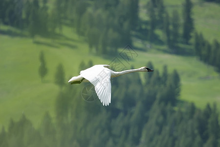 Cygnus 振动器 飞行动物野生动物天鹅小号水禽荒野图片