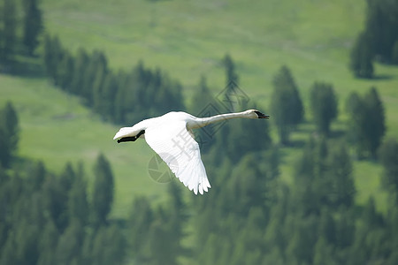 Cygnus 振动器 飞行荒野野生动物天鹅小号动物水禽图片