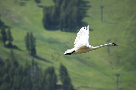 Cygnus 振动器 飞行水禽荒野野生动物小号天鹅动物图片