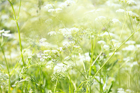 白花背景园艺花朵花卉白色园林树叶花园荒野植物图片