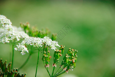 白花背景荒野树叶园艺园林白色花园花朵花卉植物图片