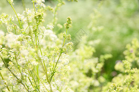 白花背景植物树叶荒野花朵园林花园白色园艺花卉图片