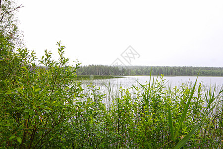 北部带湖泊的风貌丘陵地平线公园灰色林地针叶树针叶林天空松树国家图片