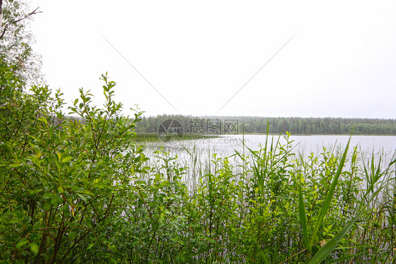 北部带湖泊的风貌丘陵地平线公园灰色林地针叶树针叶林天空松树国家图片