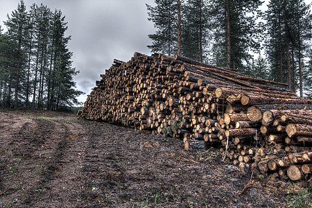 新鲜砍伐的树木原木资源林地针叶破坏树桩硬木营林燃料松树贮存图片