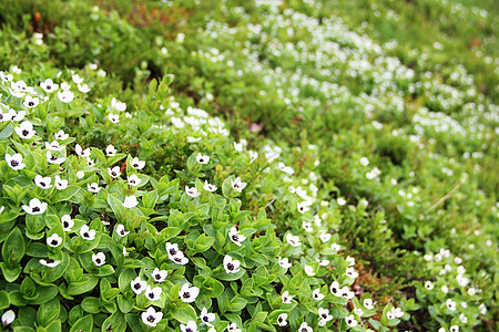 矮小角落苔藓荒野植物群野花绿色白色高清图片