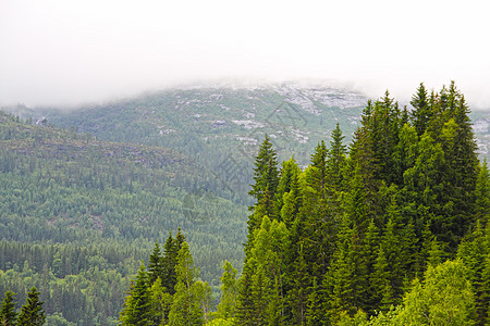 挪威的福吉山脉野生动物荒野树木松树森林地球薄雾季节环境国家图片