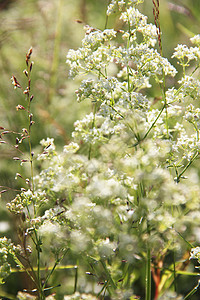 白花背景乡村草地园艺花瓣季节宏观植被植物群环境荒野图片