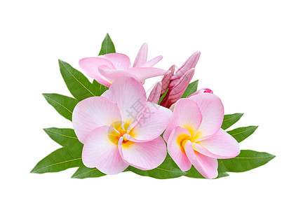 白色背景的普梅利亚语植物群粉色花瓣植物热带鸡蛋花叶子局部图片