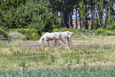一群骑马在绿草的牧场里放牧哺乳动物草地农场板栗荒野马匹场地马术团体蓝色图片