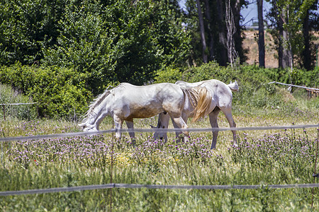一群骑马在绿草的牧场里放牧哺乳动物板栗马匹蓝色动物农场婴儿草地马术荒野图片