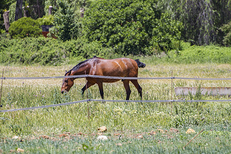 在绿草牧场里放牧的棕色马匹 西班牙马团体农场板栗马术哺乳动物场地动物蓝色婴儿荒野图片