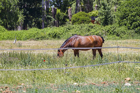 在绿草牧场里放牧的棕色马匹 西班牙马婴儿场地草地动物鬃毛农场哺乳动物蓝色团体马术图片