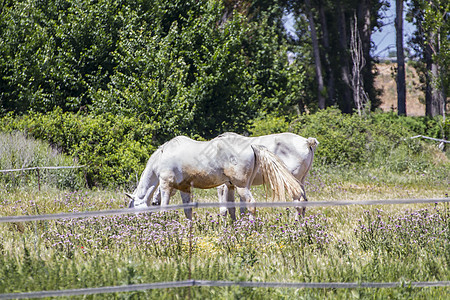 一群骑马在绿草的牧场里放牧马术团体婴儿蓝色草地荒野农场场地动物哺乳动物图片