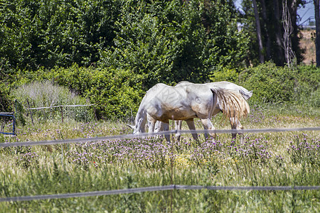一群骑马在绿草的牧场里放牧哺乳动物板栗鬃毛动物马匹蓝色农场婴儿草地团体图片