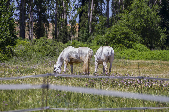 一群骑马在绿草的牧场里放牧蓝色荒野场地团体动物鬃毛马匹草地马术板栗图片