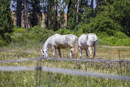 一群骑马在绿草的牧场里放牧动物婴儿哺乳动物团体蓝色场地鬃毛草地农场马术图片
