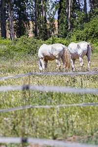 一群骑马在绿草的牧场里放牧马术板栗马匹团体荒野动物蓝色鬃毛哺乳动物婴儿图片