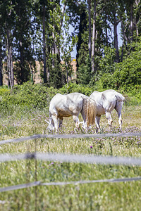 一群骑马在绿草的牧场里放牧蓝色哺乳动物婴儿团体鬃毛马匹动物板栗草地场地图片