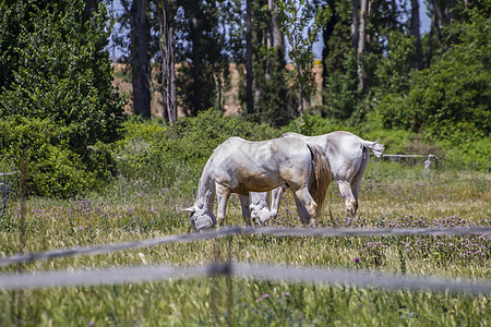 一群骑马在绿草的牧场里放牧婴儿蓝色马术哺乳动物团体鬃毛板栗动物草地场地图片