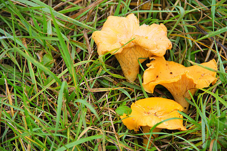 草地的香奈子橙子美食美味喇叭食物灌木丛季节菌类生长荒野图片