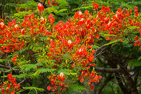 火焰花火焰树叶天堂花瓣花园天空橙子羽状植物情调图片