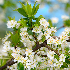 春天樱花开花生活花朵花园叶子天空植物季节水果花瓣蓝色图片