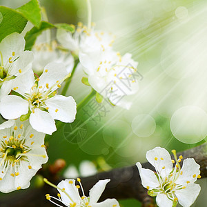 春天樱花开花收藏植物叶子花园花朵水果花瓣生活公园季节图片