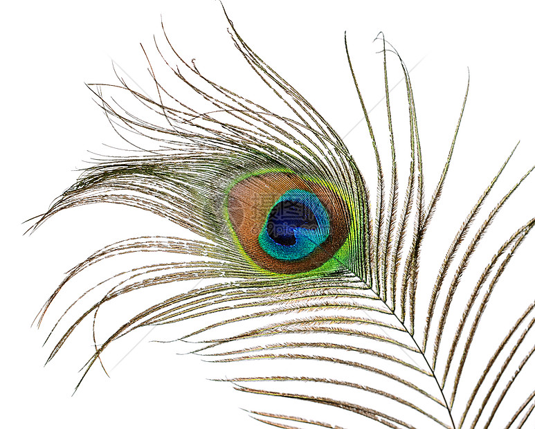 白背景孤立孔雀的羽毛眼睛宏观金子野生动物蓝色风格热带装饰异国尾巴图片