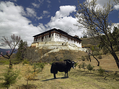 不丹王国旅游动物旅行建筑物建筑学牦牛地标图片
